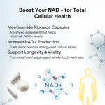 NAD+ Capsules with Resveratrol & Nicotinamide Riboside | Cellular Energy & Healthy Aging Support